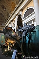 VBS_0955 - Dinosauri. Terra dei giganti